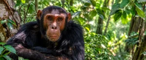 Chimpanzee resting among lush green foliage and tree branches in a dense African forest habitat.