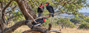 Three African hornbills perched together on tree branches in a woodland habitat.
