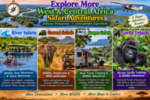 Collage of West and Central Africa safari adventures featuring river safaris, ground safaris, camper travel and gorilla trekking
