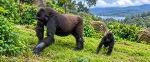 Adult gorilla and young gorilla walking through lush green vegetation surrounded by forest, rocks, mountains, and distant water.
