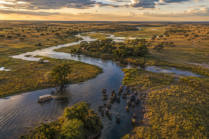 Aerial safari view of elephants gathered along a winding river and wetlands across the Southern African savanna at golden hour.