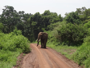 African elephant walking along a dirt road surrounded by lush vegetation in Mole National Park, Ghana.
