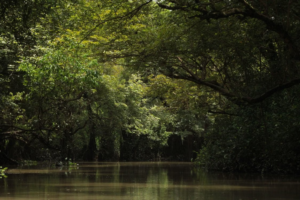 🌊 West & Central Africa River Safaris – Wildlife, Boat Adventures & Scenic Waterways 9 Calm Black Volta River waterway surrounded by dense green forest and tropical vegetation in Ghana.