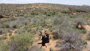 Elevated view of an African elephant walking through a dry savanna landscape surrounded by shrubs and scattered trees.