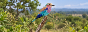 Lilac-breasted roller perched on a branch displaying colorful turquoise, blue, violet, and brown plumage.