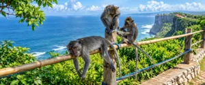 Group of blue monkeys resting and climbing along a wooden railing surrounded by green vegetation with expansive water views.