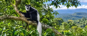 Black-and-white colobus monkey perched on a large tree branch surrounded by lush green African forest vegetation.