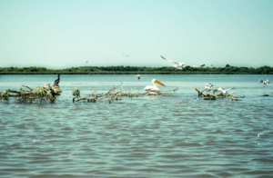 🌊 West & Central Africa River Safaris – Wildlife, Boat Adventures & Scenic Waterways 8 Pelicans and other waterbirds resting and flying over the wetlands of Senegal, highlighting the region’s rich birdlife and river habitats.