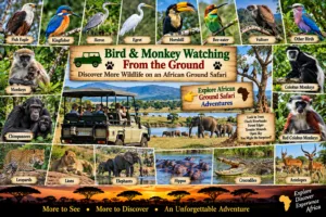 African ground safari collage featuring fish eagles, kingfishers, herons, egrets, hornbills, bee-eaters, vultures, monkeys, chimpanzees, colobus monkeys, elephants, lions, leopards, hippos, crocodiles, and antelope.