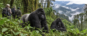 🦍 African Gorilla Trekking & Wildlife Adventures 1 Mountain gorilla family in a lush African rainforest with hikers and a guide trekking through misty mountain scenery.