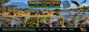 Reptiles of East Africa collage featuring Nile crocodiles, monitor lizards, chameleons, snakes, agamas, turtles, and skinks across Kenya, Tanzania, and Uganda.