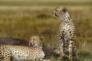 🚙 West & Central Africa Ground Safaris – 4×4 Adventures, Walking Safaris & Wildlife Exploration 12 Cheetahs resting in open African grassland during a wildlife photography safari
