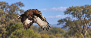 Martial eagle flying over an African landscape with broad patterned wings extended.