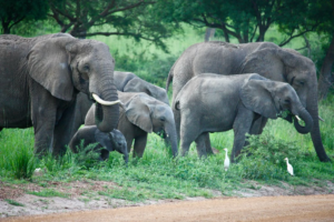 🚙 West & Central Africa Ground Safaris – 4×4 Adventures, Walking Safaris & Wildlife Exploration 10 Herd of African elephants with young calves and birds in a lush wildlife habitat