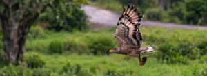 African snake eagle flying across a green landscape while carrying prey in its talons.