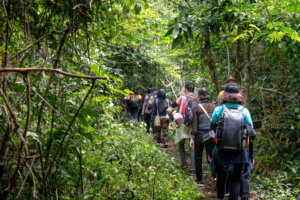 🚙 West & Central Africa Ground Safaris – 4×4 Adventures, Walking Safaris & Wildlife Exploration 9 Guided walking safari through dense tropical rainforest in West and Central Africa