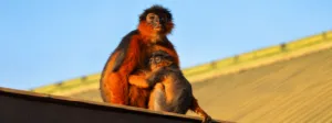 Adult red colobus monkey with a young monkey resting closely beside it in warm natural light.