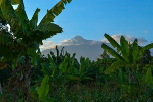 🦍 African Gorilla Trekking & Wildlife Adventures 5 Lush tropical vegetation with a volcanic mountain rising in the distance in Rwanda’s Volcanoes National Park region.