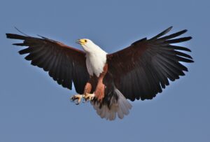 African fish eagle soaring through the sky with its powerful wings fully extended.