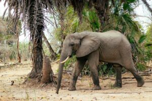 🚐 African Camper Safaris – Epic Road Trips, Wildlife & Camping Adventures 11 African elephant walking through woodland and palm vegetation in a wildlife habitat.