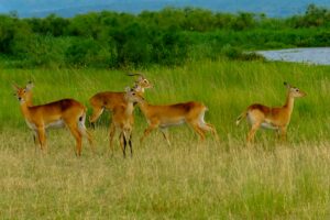 🚐 African Camper Safaris – Epic Road Trips, Wildlife & Camping Adventures 12 Antelope grazing in tall green grass beside a wetland in an African savanna landscape.