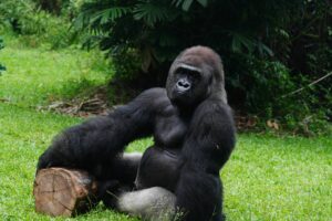 🚙 West & Central Africa Ground Safaris – 4×4 Adventures, Walking Safaris & Wildlife Exploration 5 Western lowland gorilla in a lush forest setting representing primate adventures in Gabon