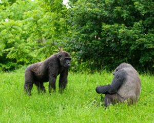 🦍 African Gorilla Trekking & Wildlife Adventures 6 Western lowland gorillas resting and moving through lush green vegetation in a forest habitat.