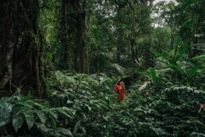 🚐 African Camper Safaris – Epic Road Trips, Wildlife & Camping Adventures 13 Traveler exploring a dense tropical rainforest surrounded by towering trees, palms, ferns and lush vegetation in Central Africa.