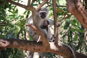 Adult vervet monkey holding a young monkey while resting among tree branches and green foliage.