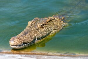 Nile crocodile swimming partially submerged in calm water, showing its eyes, nostrils, and powerful head above the surface.