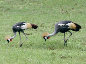 Two grey crowned cranes feeding in green grass with their distinctive golden feather crowns visible.
