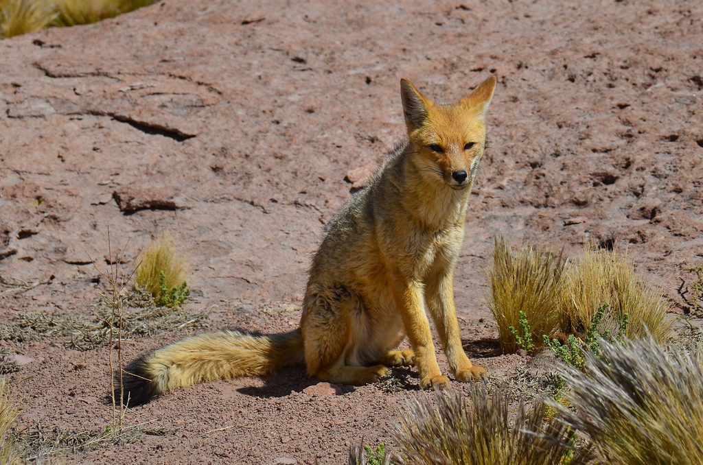 Andean fox with golden-brown fur, pointed ears, and a bushy tail sitting among rocks and dry mountain grasses.