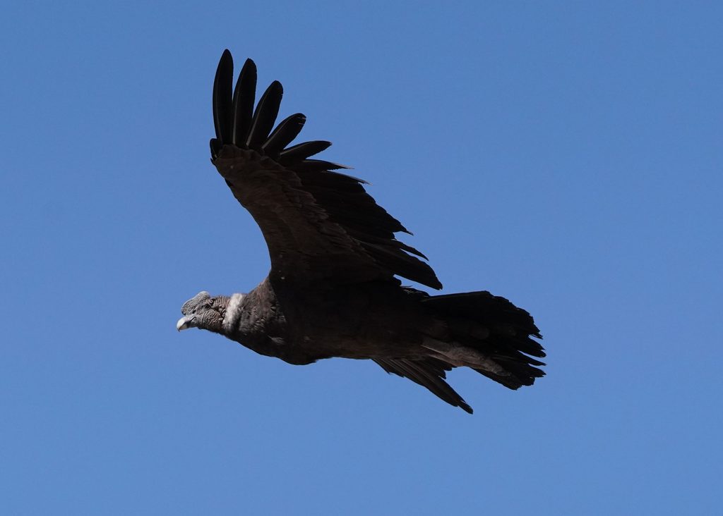Andean condor soaring through a clear blue sky with its enormous dark wings spread wide, showing its powerful flight and distinctive feathered wingtips.