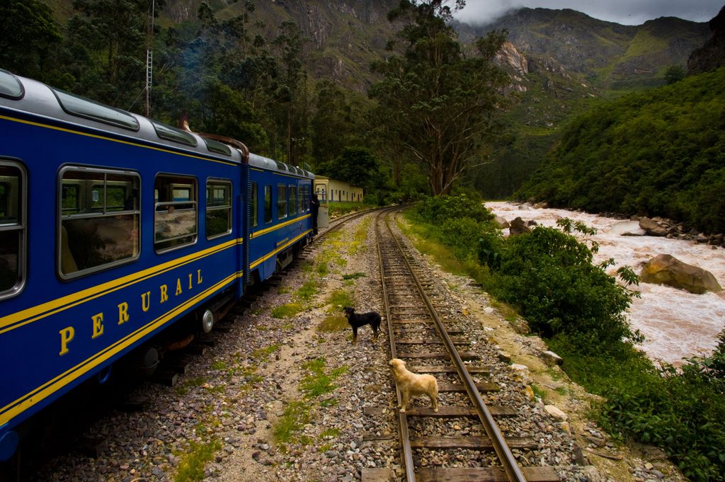 Blue PeruRail passenger train traveling alongside the rushing Urubamba River through lush green Andean mountains on the scenic railway route toward Machu Picchu, Peru.