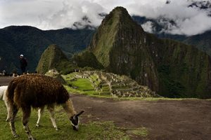 Wildlife Of Machu Picchu & The Sacred Valley: Animals, Birds, Snakes & Lizards 1 Llama grazing near the ancient Machu Picchu ruins in Peru, surrounded by steep green Andean mountains and dramatic clouds.